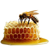 Raw Organic Honey
